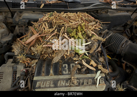 Whitethroated Woodrat (Neotoma albigula) Nest in Truck Engine  - Commonly known as packrats - Sonoran Desert Arizona - USA Stock Photo