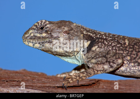 Female tree agama (Acanthocerus atricollis), South Africa Stock Photo