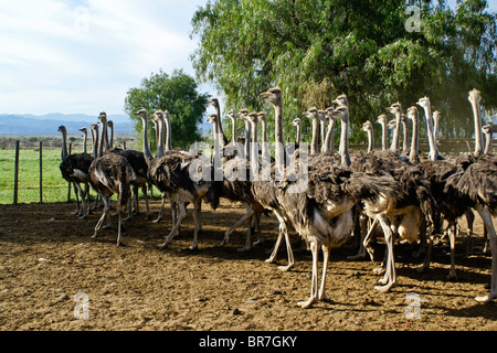 Ostriches at Highgate Ostrich Show Farm, Oudtshoorn, South Africa Stock Photo