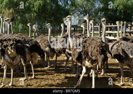 Ostriches at Highgate Ostrich Show Farm, Oudtshoorn, South Africa Stock Photo