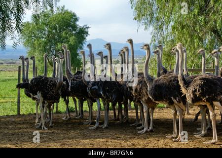 Ostriches at Highgate Ostrich Show Farm, Oudtshoorn, South Africa Stock Photo