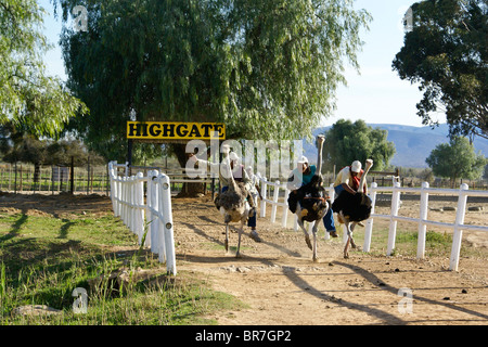 Ostrich races, Highgate Ostrich Show Farm, Oudtshoorn, South Africa Stock Photo