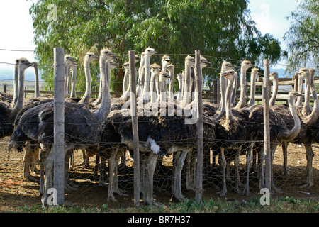 Ostriches at Highgate Ostrich Show Farm, Oudtshoorn, South Africa Stock Photo