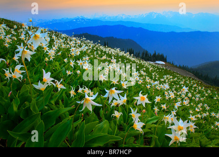 Avalanche lilies along Hurricane Ridge in Washington state's Olympic National Park Stock Photo