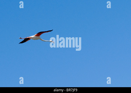 The fly of a flamingo Stock Photo