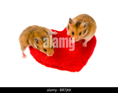2 two young hamster goldhamster on red heart cutout infant  Mesocricetus auratus colored sit sitting up upright stand standing l
