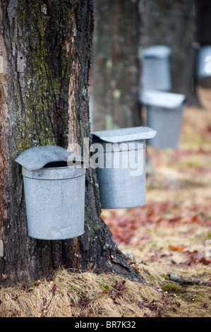 Maple trees being tapped for sap Stock Photo