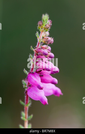 Dorset Heath; Erica ciliaris Stock Photo