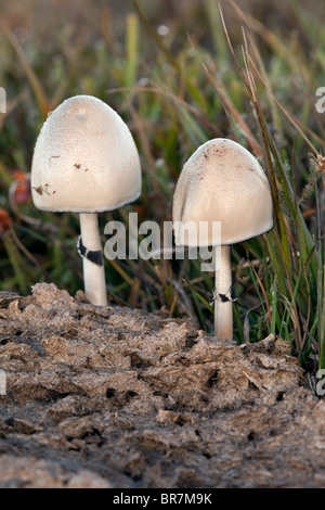 Dung Mottle-gill; Panaeolus semiovatus; fungi; Croft Pascoe NNR; Cornwall Stock Photo