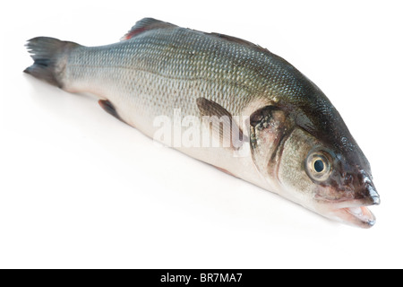 sea bass isolated on white background with clipping path