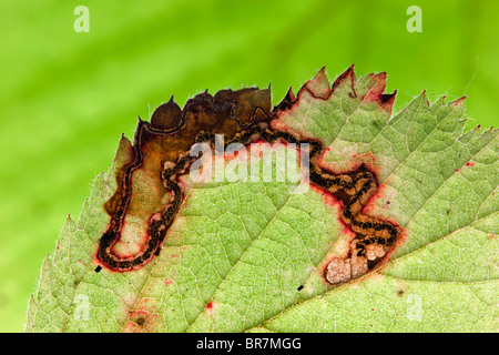 Leaf Miner in a Bramble Leaf Stock Photo