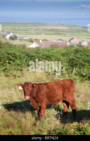 Trevean Farm; red devon calf; looking to the coast; near Morvah; Cornwall Stock Photo