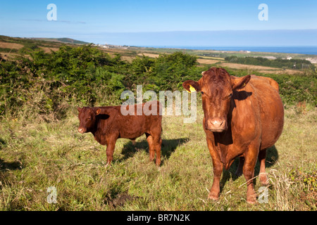 Trevean Farm; red devon cattle; looking to the coast; near Morvah; Cornwall Stock Photo