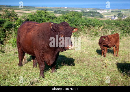 Trevean Farm; red devon cattle; looking to the coast; near Morvah; Cornwall Stock Photo