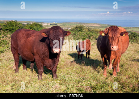Red Devon cattle; Trevean Farm; Cornwall Stock Photo