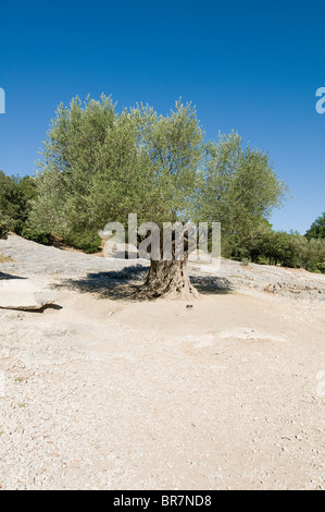 Olive tree Stock Photo