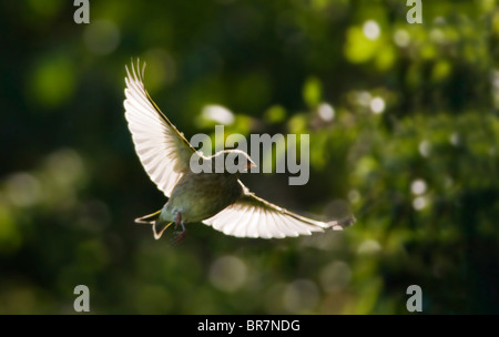 Backlit Greenfinch in flight, Warwickshire Stock Photo