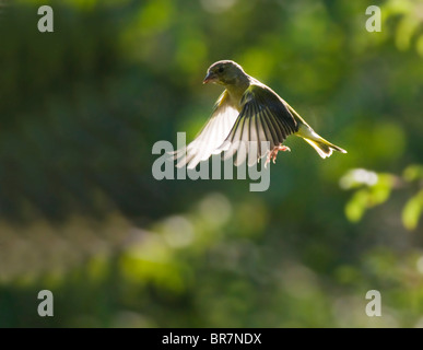 Backlit Greenfinch in flight, Warwickshire Stock Photo