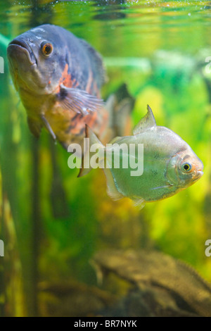 Two fishes: oscar & silver dollar Stock Photo