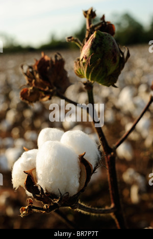 Boll of cotton growing in evening sunlight Stock Photo