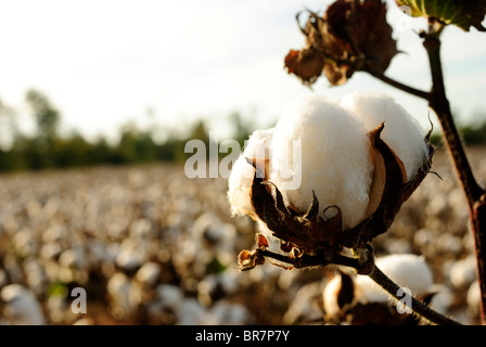 Boll of cotton growing in evening sunlight Stock Photo