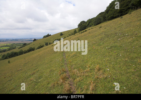 Chalk downland grassland nature reserve at Aston Rowant, Oxfordshire in August. Stock Photo