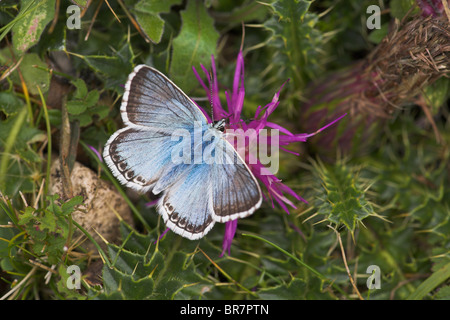 Chalkhill Blue Polyommatus coridon male perched on dwarf thistle flower at Aston Rowant, Oxfordshire in August. Stock Photo