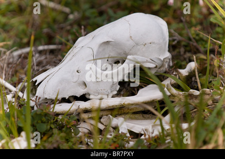 Skeleton of an Arctic Fox - found after the winter snow and ice thawed. Stock Photo