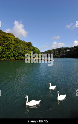 Looe, Cornwall, England: The Millpool in Looe Cornwall is popular with locals and visitors Stock Photo