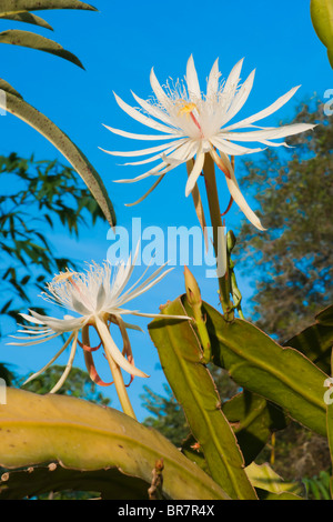close-up of night-blooming cereus flower bud about to bloom isolated on ...