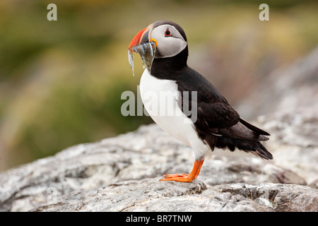 Atlantic puffin (Fratercula arctica)  adult standing on rock with fish in its beak, Farne Isles, Northumberland, UK, Europe Stock Photo