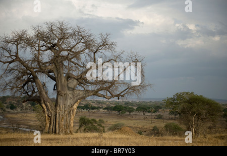 Balboa tree in the Serengeti, Tanzania, Africa Stock Photo