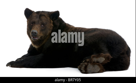 Siberian Brown Bear, 12 years old, lying in front of white background Stock Photo