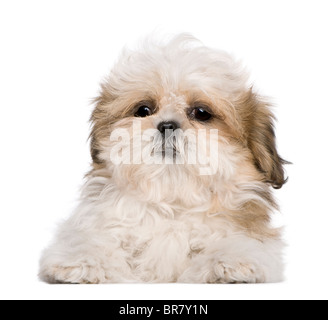 Shih Tzu puppy, 3 months old, lying in front of white background Stock Photo