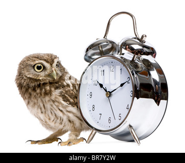 Little Owl, 50 days old, Athene noctua, in front of a white background with alarm clock Stock Photo
