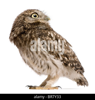 Little Owl, 50 days old, Athene noctua, standing in front of a white background Stock Photo