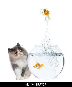 Persian Kitten, 3 months old, watching goldfish jump out of fish bowl in front of white background Stock Photo