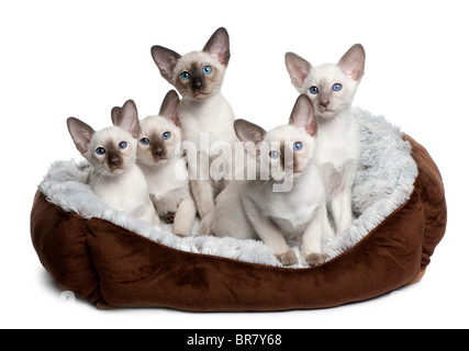 Five Siamese Kittens, 10 weeks old, sitting in cat bed in front of white background Stock Photo