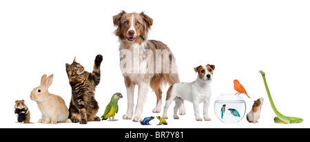 Group of pets together in front of white background Stock Photo