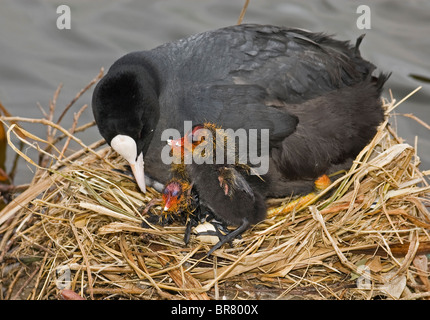 Coot with two babies (Cooties) on their nest in the UK. Stock Photo