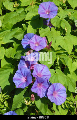 Morning Glory, ipomoea Stock Photo