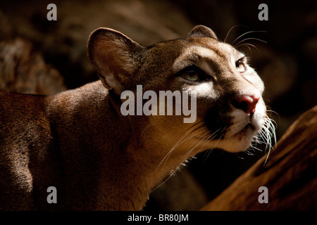 A puma looking out into the sunshine from the undergrowth Stock Photo