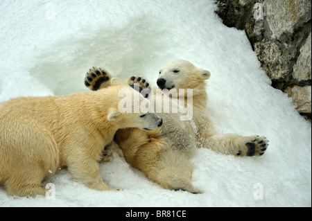 Two polar bear cubs playing together on a snow Stock Photo