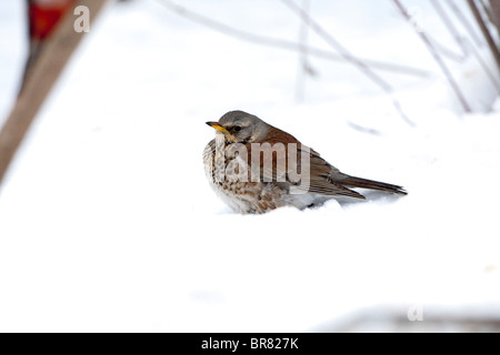 Fieldfare (Turdus pilaris) perched on the ground in snow Stock Photo