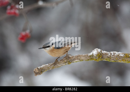 (Eurasian) Nuthatch  (Sitta europaea ) perched on a branch in snow Stock Photo