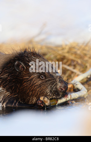 Eurasian beaver (Castor fiber) eating the bark from willow branch. March Stock Photo