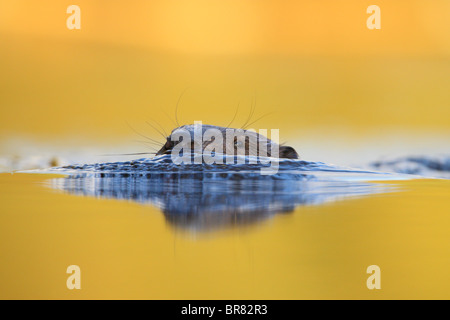 Wild Eurasian beaver (Castor fiber) swimming in the water. Stock Photo