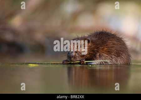 Wild Eurasian beaver (Castor fiber) eating willow twig. Stock Photo