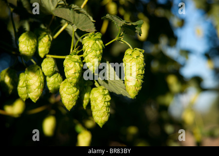 Hops growing on the vine in the field Stock Photo