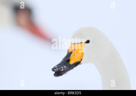 Portrait of Whooper Swan (Cygnus cygnus) and Mute swan (Cygnus olor) in background. Europe, winter. Stock Photo